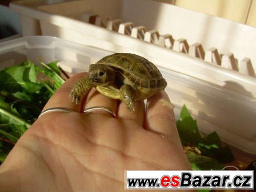 Testudo horsfieldi - želva stepní – fotografie 5