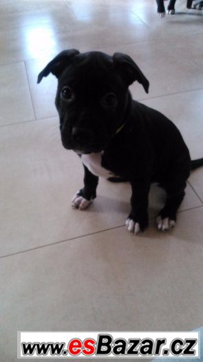 Prodám štěně Amerického Pitbulteriéra – fotografie 3