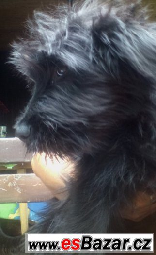 Briard (francouzský ovčák ) - už jen poslední 4 černé fenky – fotografie 1