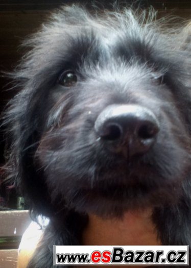 Briard (francouzský ovčák ) - už jen poslední 4 černé fenky – fotografie 3