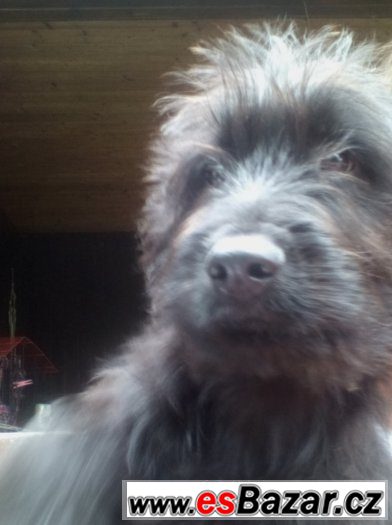 Briard (francouzský ovčák ) - už jen poslední 4 černé fenky – fotografie 4