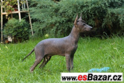 Peruánský naháč - štěňátka – fotografie 2