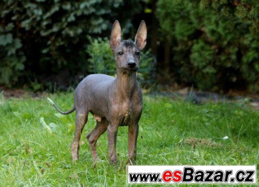 Peruánský naháč - štěňátka – fotografie 3