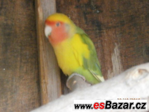 agapornis ruzohrdly – fotografie 2