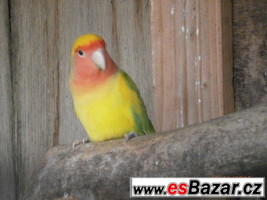 agapornis ruzohrdly – fotografie 4