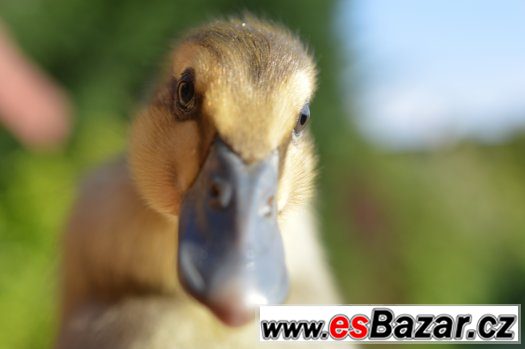 Prodám indické běžce a kachny pižmové – fotografie 2