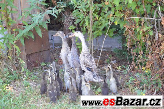 Prodám indické běžce a kachny pižmové – fotografie 3