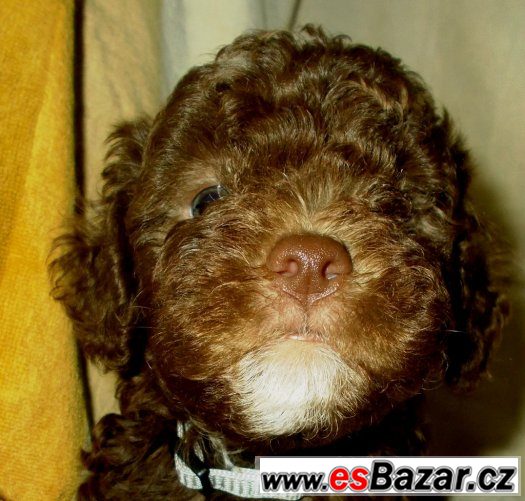 LAGOTTO ROMAGNOLO - ITALSKÝ VODNÍ PES – fotografie 1