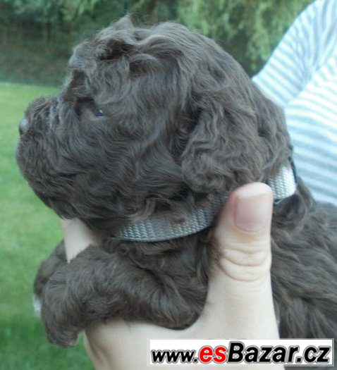 LAGOTTO ROMAGNOLO - ITALSKÝ VODNÍ PES – fotografie 2