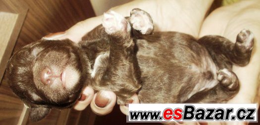 LAGOTTO ROMAGNOLO - ITALSKÝ VODNÍ PES – fotografie 3