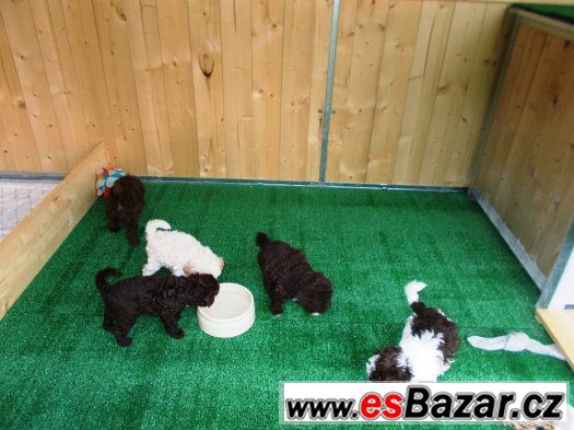 LAGOTTO ROMAGNOLO - ITALSKÝ VODNÍ PES – fotografie 4