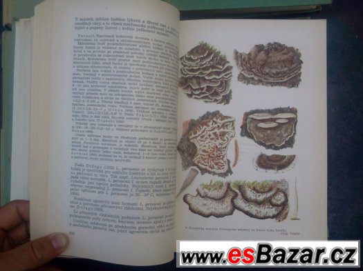 Zemědělská fytopatologie, Naše jedovaté rosliny – fotografie 4