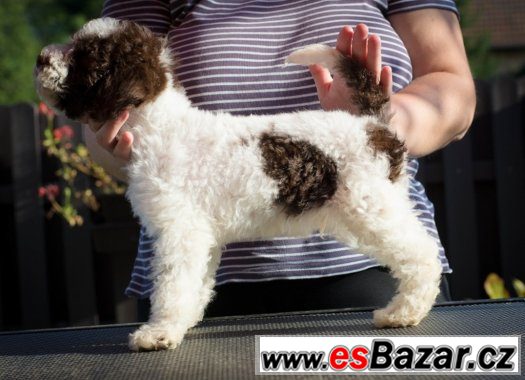 Lagotto Romagnolo - velmi levně – fotografie 1