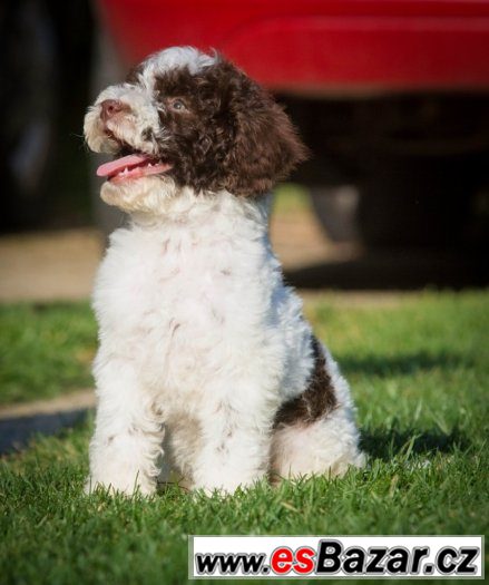 Lagotto Romagnolo - velmi levně – fotografie 2