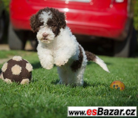Lagotto Romagnolo - velmi levně – fotografie 3