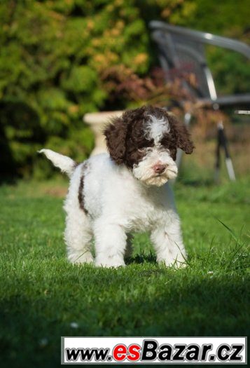 Lagotto Romagnolo - velmi levně – fotografie 4