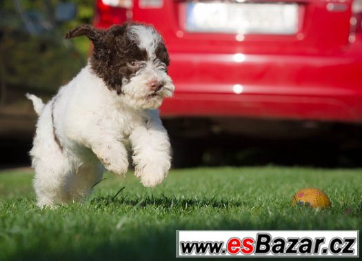 Lagotto Romagnolo - pes - ihned k odběru – fotografie 3