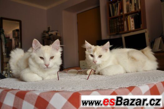 Kurilský bobtail s PP - Praha a okolí – fotografie 2