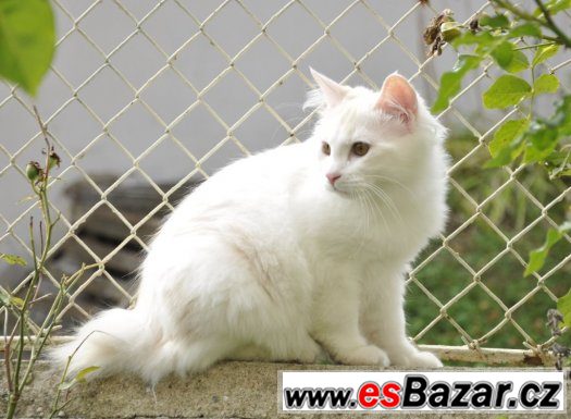Kurilský bobtail s PP – fotografie 2