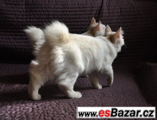 Kurilský bobtail s PP – fotografie 3