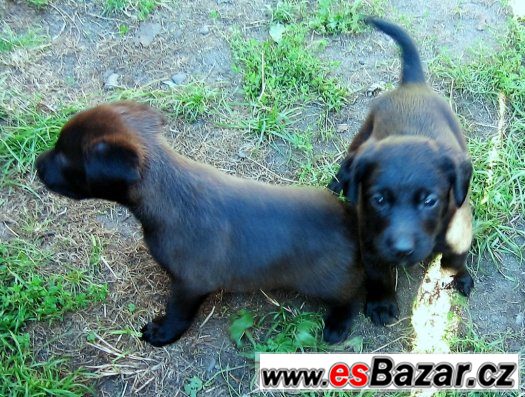 Kříženci labradora – fotografie 4