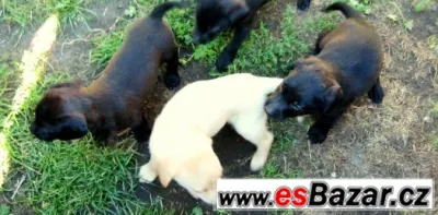 Kříženci labradora