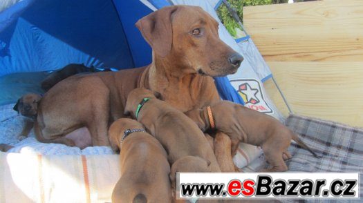 Rhodéský ridgeback - některá štěňátka ještě volná – fotografie 1