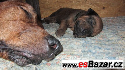 Rhodéský ridgeback - některá štěňátka ještě volná – fotografie 2
