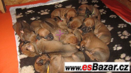 Rhodéský ridgeback - některá štěňátka ještě volná – fotografie 3
