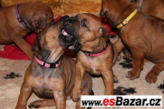 Rhodéský ridgeback - štěňátka s PP – fotografie 1