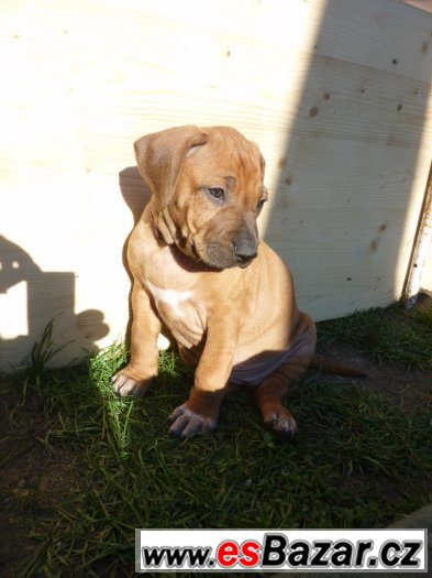 Rhodéský ridgeback - štěňátka s PP – fotografie 2