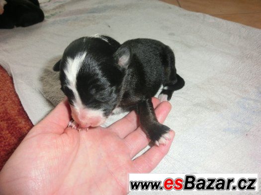 Border kolie – fotografie 3