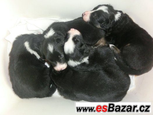 štěně Border kolie – fotografie 2