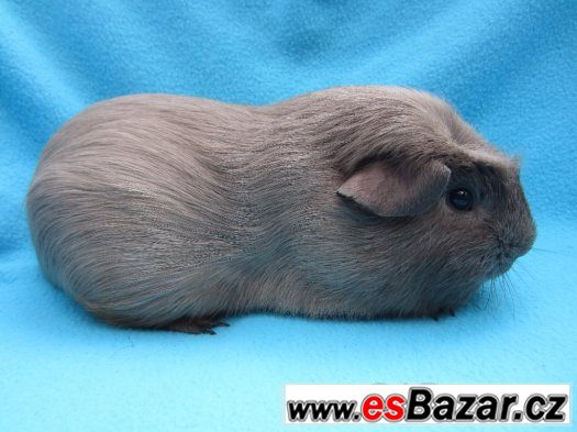 Morče crested - krásní kluci – fotografie 1