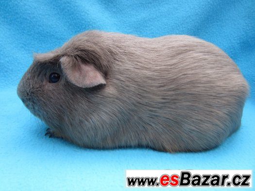 Morče crested - krásní kluci – fotografie 4