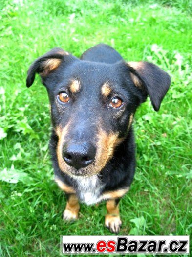 Daffy - kříženec - hledá domov – fotografie 3