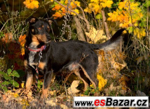 DAFFY - x jezevčík (?) - HLEDÁ DOMOV – fotografie 5
