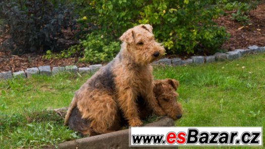 Velšteriér štěňata – fotografie 3