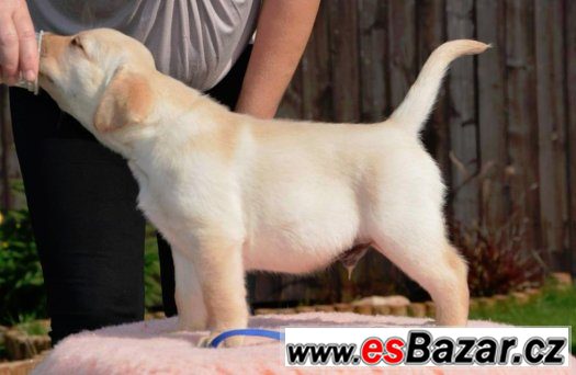 Štěňátko Labradorského retrievera – fotografie 2