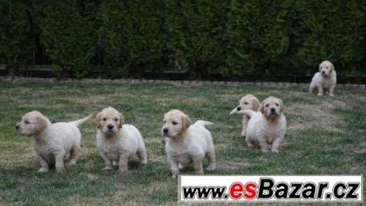 Zlatý Retriever – volná štěňátka (pejsci + fenečka) – fotografie 1