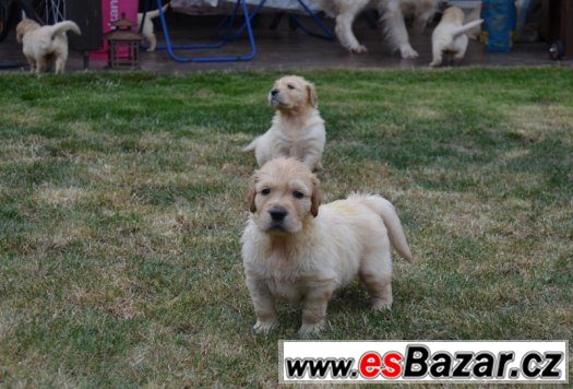 Zlatý Retriever – volná štěňátka (pejsci + fenečka) – fotografie 2