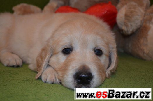 Zlatý Retriever – volní pejsci – fotografie 4
