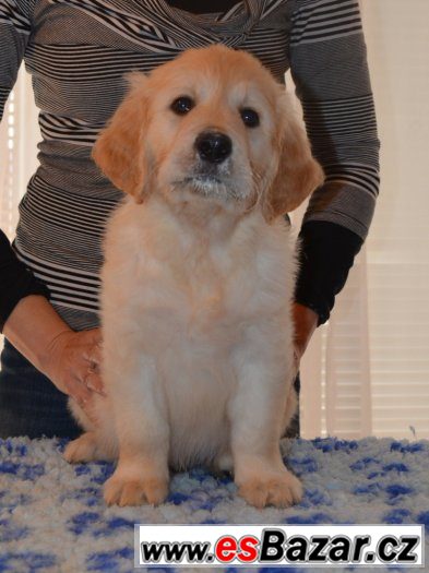 Zlatý retriever - pejsci s PP k odběru – fotografie 3