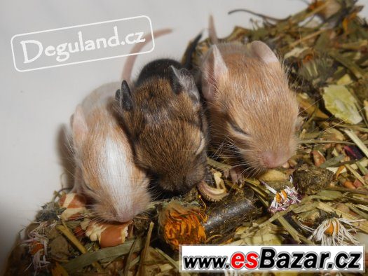 Barevný osmák degu | Deguland – fotografie 2