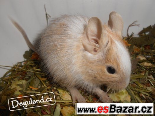 Pískový osmák degu | Deguland – fotografie 1