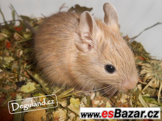 Pískový osmák degu | Deguland – fotografie 2