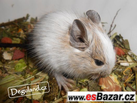 Pískový osmák degu | Deguland – fotografie 3