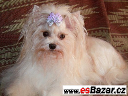 GOLDDUST YORKSHIRE TERRIER- S PP-štěňata k zadání – fotografie 2