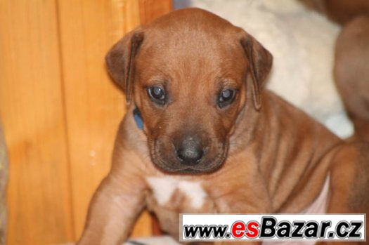 Rhodesian Ridgeback s PP – fotografie 2