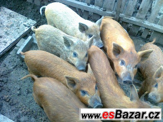 SELATA Z OPAKOVANÉHO KŘÍŽENÍ ZADÁME – fotografie 2